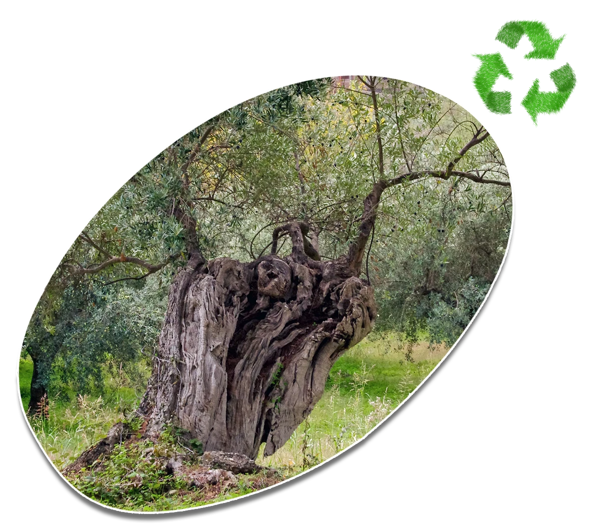 Respeto por el entorno natural · Agricultura regenerativa y ecológica