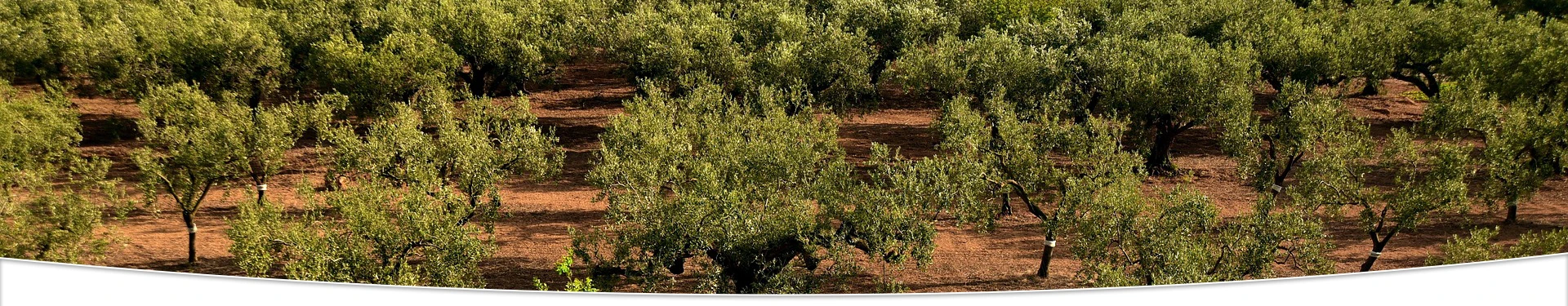 Aceite de Oliva Virgen Extra del Empordà Aceite de Oliva Virgen Extra del Empordà