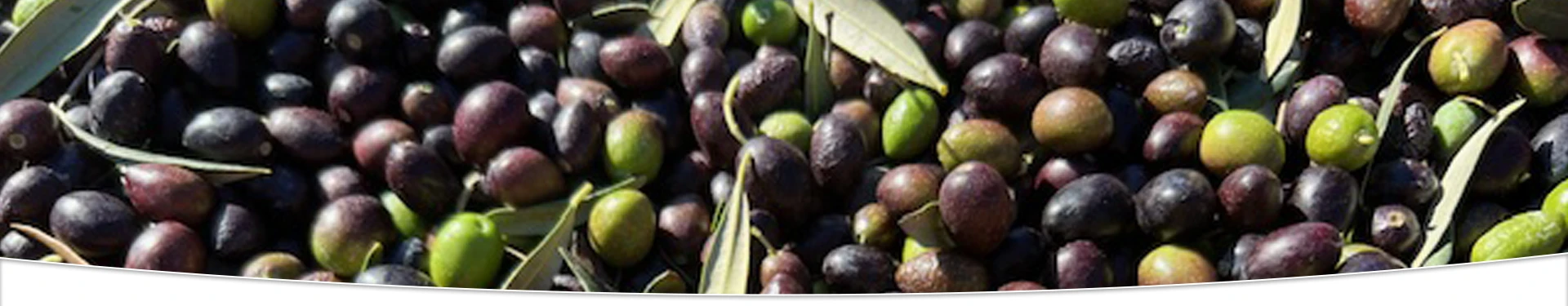 ADN Argudell - Aceite de Oliva Virgen Extra del Empordà ADN Argudell - Aceite de Oliva Virgen Extra del Empordà