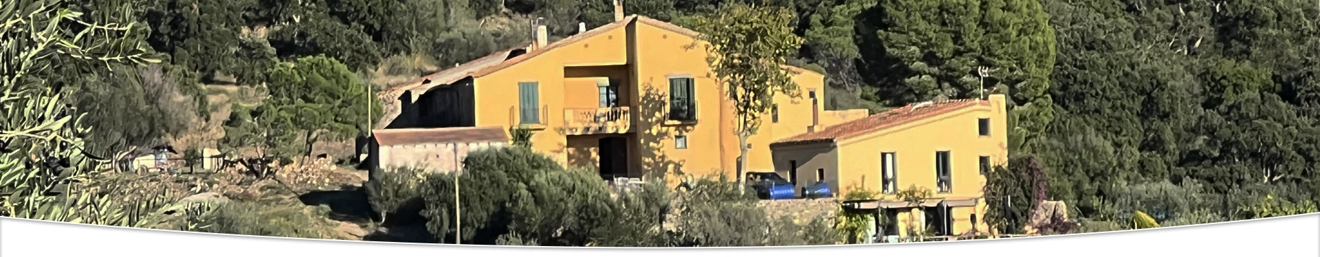 Aceite de Oliva Virgen Extra del Empordà Aceite de Oliva Virgen Extra del Empordà