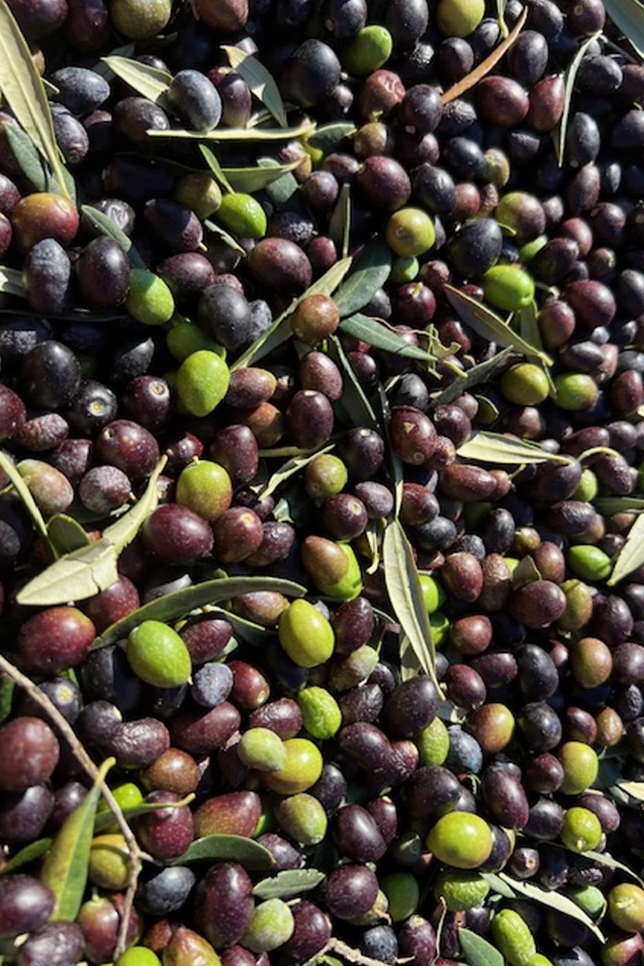 Aceite de Oliva Virgen extra del Empordà - Aceitunas Argudell y Arbequina Aceitunas Argudell y Arbequina - Aceite de Oliva Virgen extra del Empordà