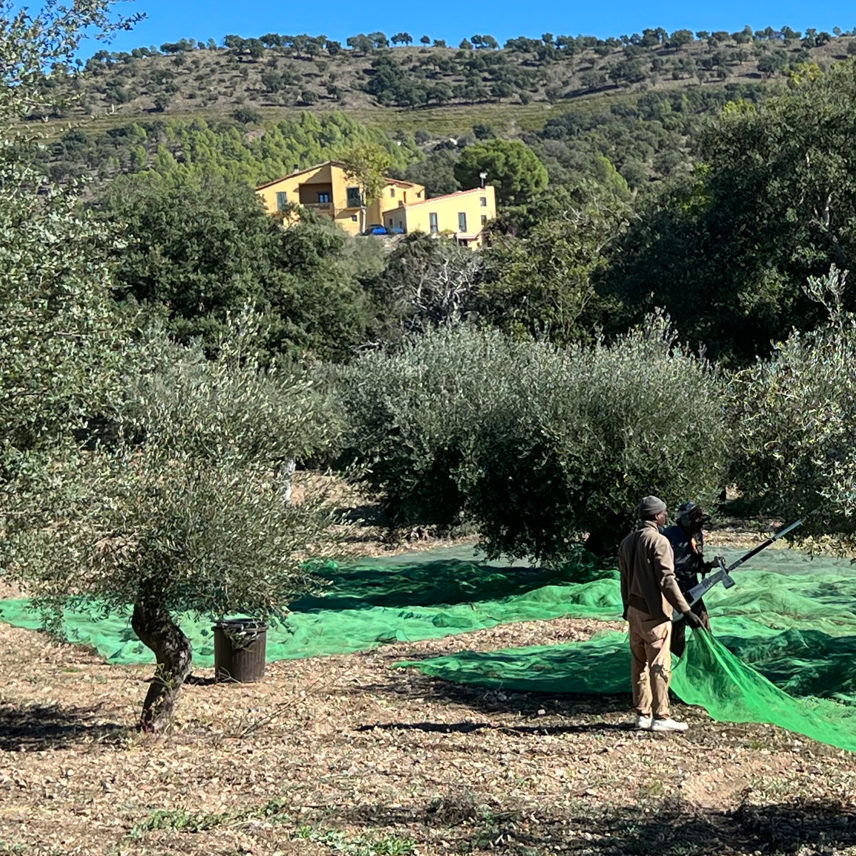 Recogida manual de acitunas Argudell del Empordà Recogida manual de acitunas Argudell del Empordà